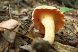 Cantharellus persicinus image