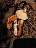 Gyroporus castaneus image