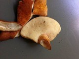 Gyroporus castaneus image