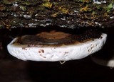 Ganoderma fornicatum image