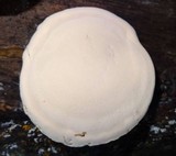 Ganoderma fornicatum image