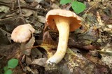 Cantharellus persicinus image