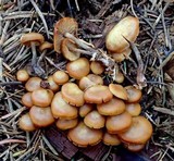 Kuehneromyces lignicola image