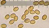 Kuehneromyces lignicola image