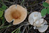 Clitocybe gibba image