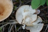 Clitocybe gibba image