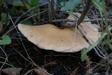 Clitocybe gibba image