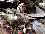 Marasmius purpureostriatus image
