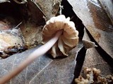 Marasmius purpureostriatus image