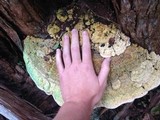 Rigidoporus ulmarius image
