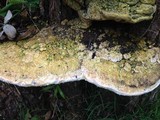 Rigidoporus ulmarius image