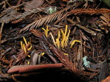 Clavulinopsis laeticolor image