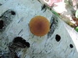 Pholiota granulosa image