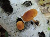 Pholiota granulosa image