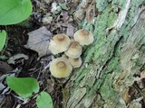 Mycena inclinata image