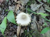 Mycena inclinata image