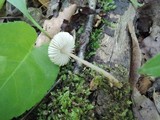 Mycena inclinata image