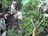 Mycena subcaerulea image