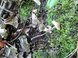 Mycena subcaerulea image