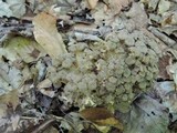 Polyporus umbellatus image