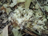 Polyporus umbellatus image