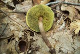 Boletellus chrysenteroides image