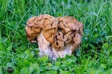 Gyromitra gigas image