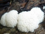 Ceratiomyxa fruticulosa var. fruticulosa image