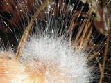 Spinellus fusiger image