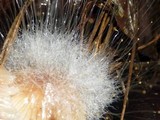 Spinellus fusiger image