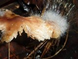 Spinellus fusiger image
