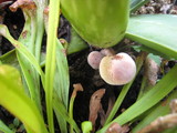 Leucoagaricus americanus image