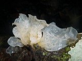 Tremella fuciformis image