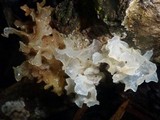 Tremella fuciformis image