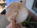 Leucoagaricus americanus image