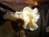 Lentinus copulatus image