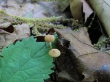 Rhizomarasmius pyrrhocephalus image