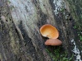 Crepidotus crocophyllus image