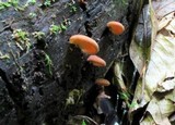 Crepidotus crocophyllus image