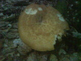 Polyporus tuberaster image