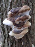 Fomitopsis ochracea image