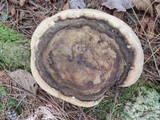 Fomitopsis ochracea image
