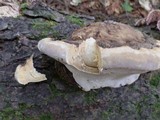 Fomitopsis ochracea image