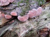 Fomitopsis cajanderi image