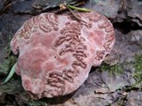 Fomitopsis cajanderi image