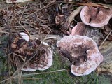 Fomitopsis cajanderi image