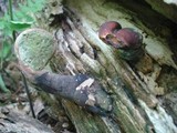 Ganoderma curtisii image
