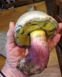 Caloboletus rubripes image