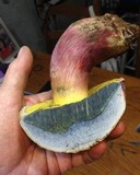 Caloboletus rubripes image