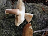 Xanthoconium affine image